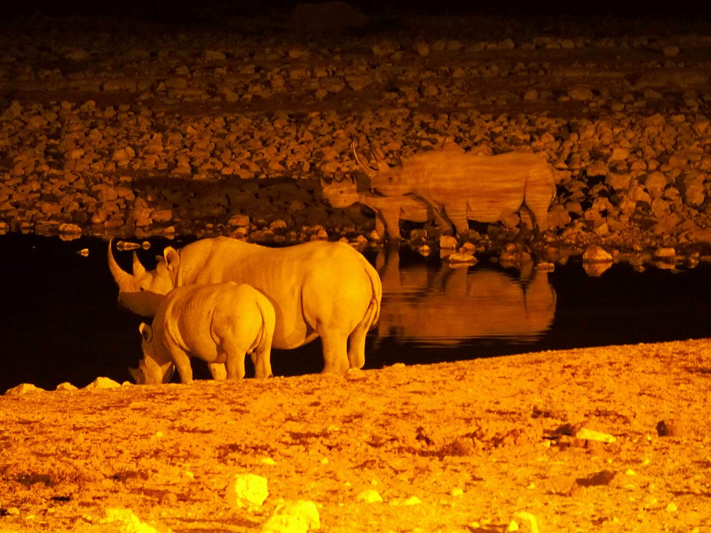 Rhinocéros by night Parc Etosha Namibie