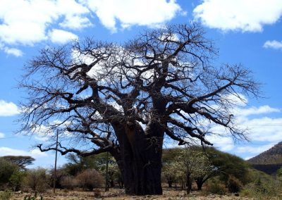 Superbe baobab Tanzanie