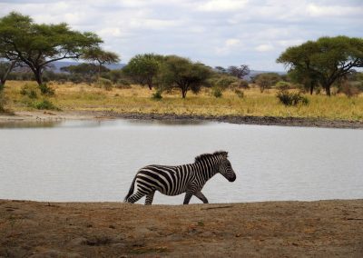 Zèbre de Tanzanie