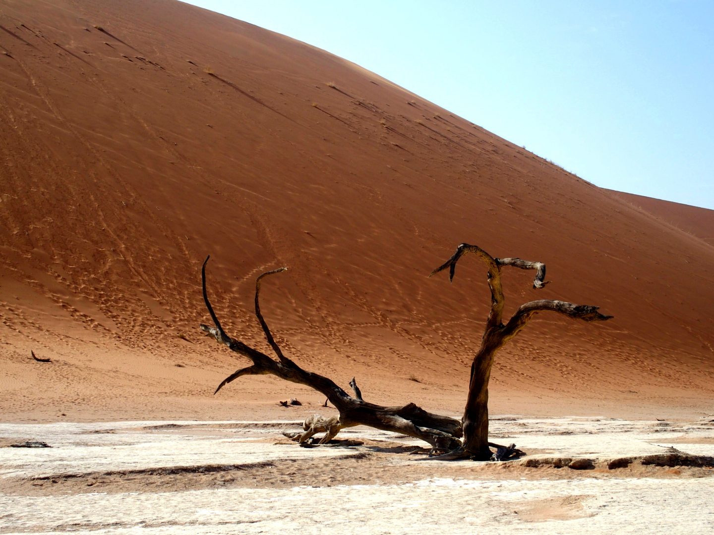 Acacia calciné au pied d'une dune Sossusvlei Namibie