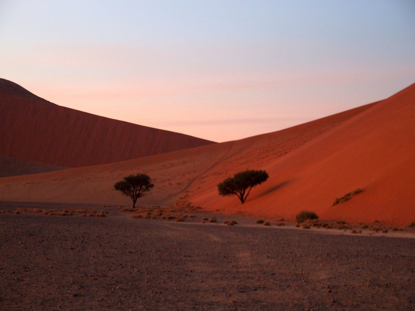 Acacias au pied de la Dune 45 Namibie