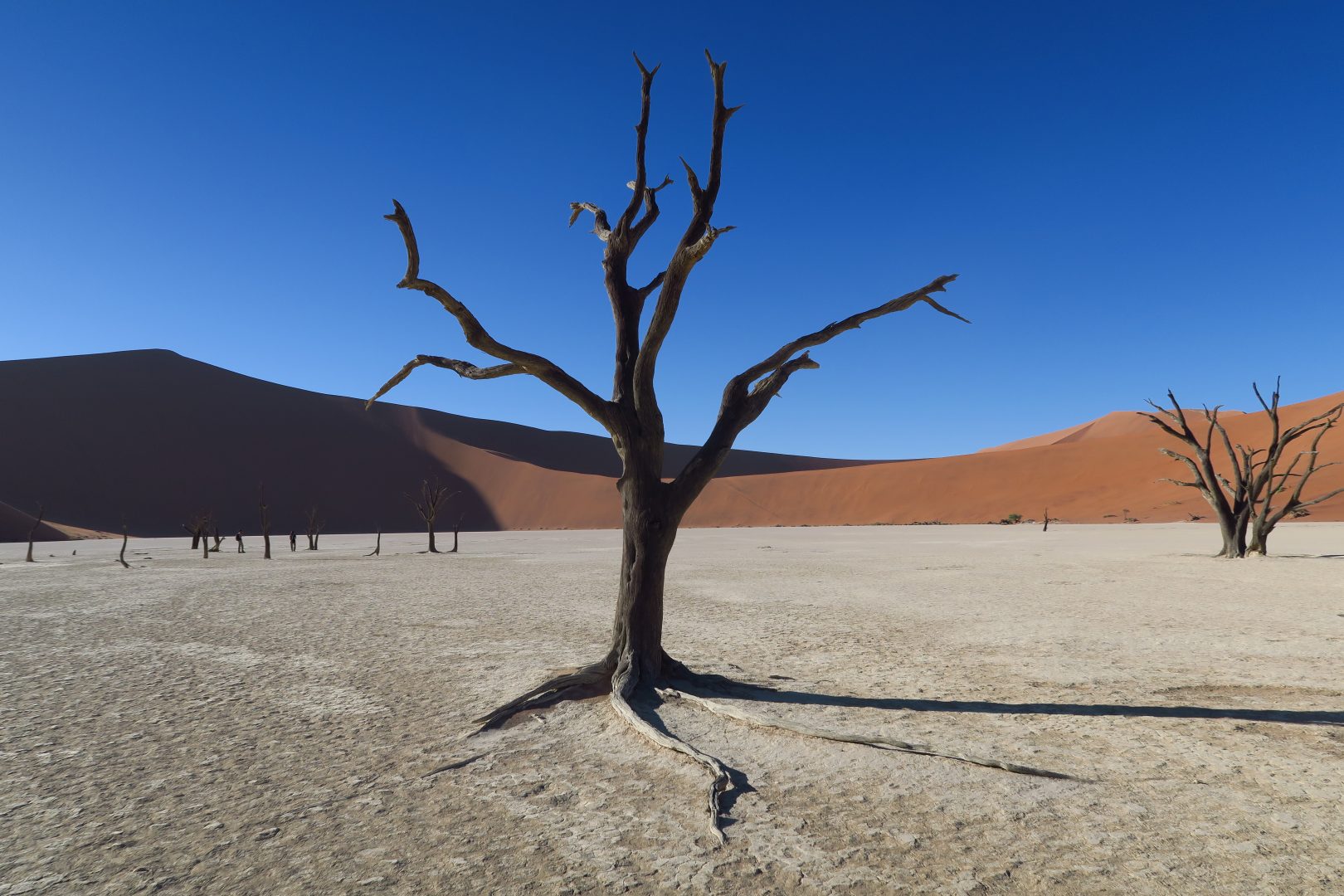 Acacias calcinés de Sossusvlei Namibie