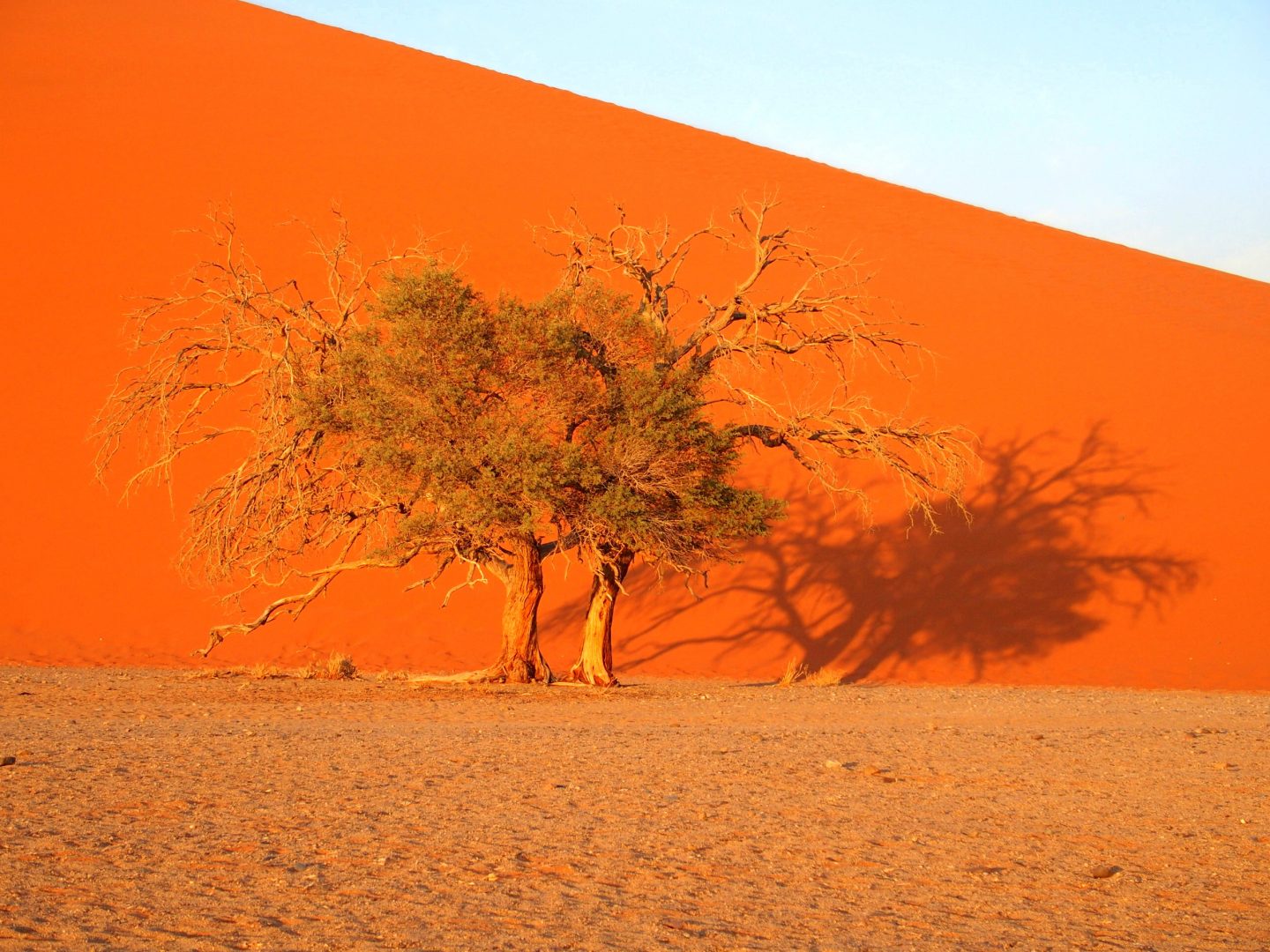 Acacias devant Dune 45 Namibie