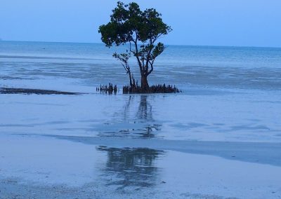 Arbre sur plage - Mozambique