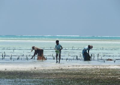 Collecte algues en famille - Zanzibar