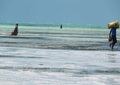 Collecte algues océan indien - Zanzibar