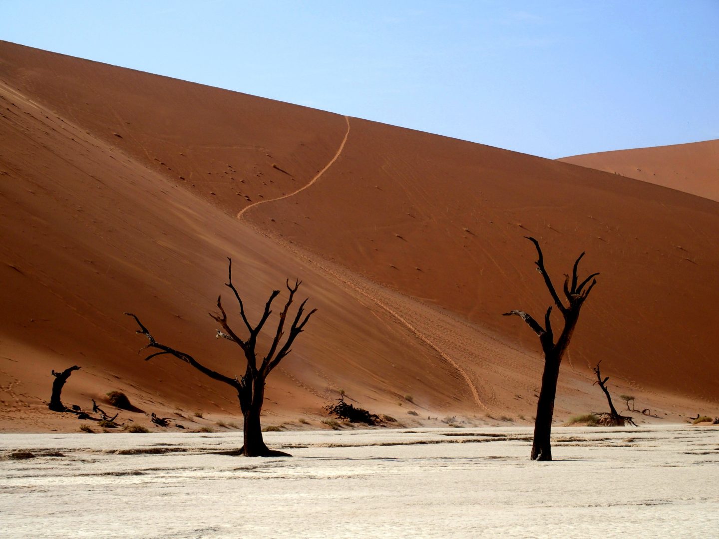 Dunes et acacias calcinés Sossusvlei Namibie