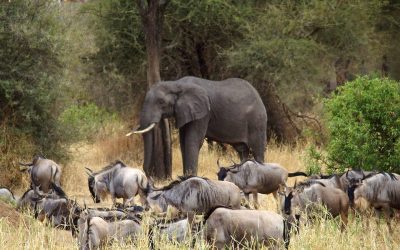 Safari dans les parcs de Ngorongoro et Tarangire
