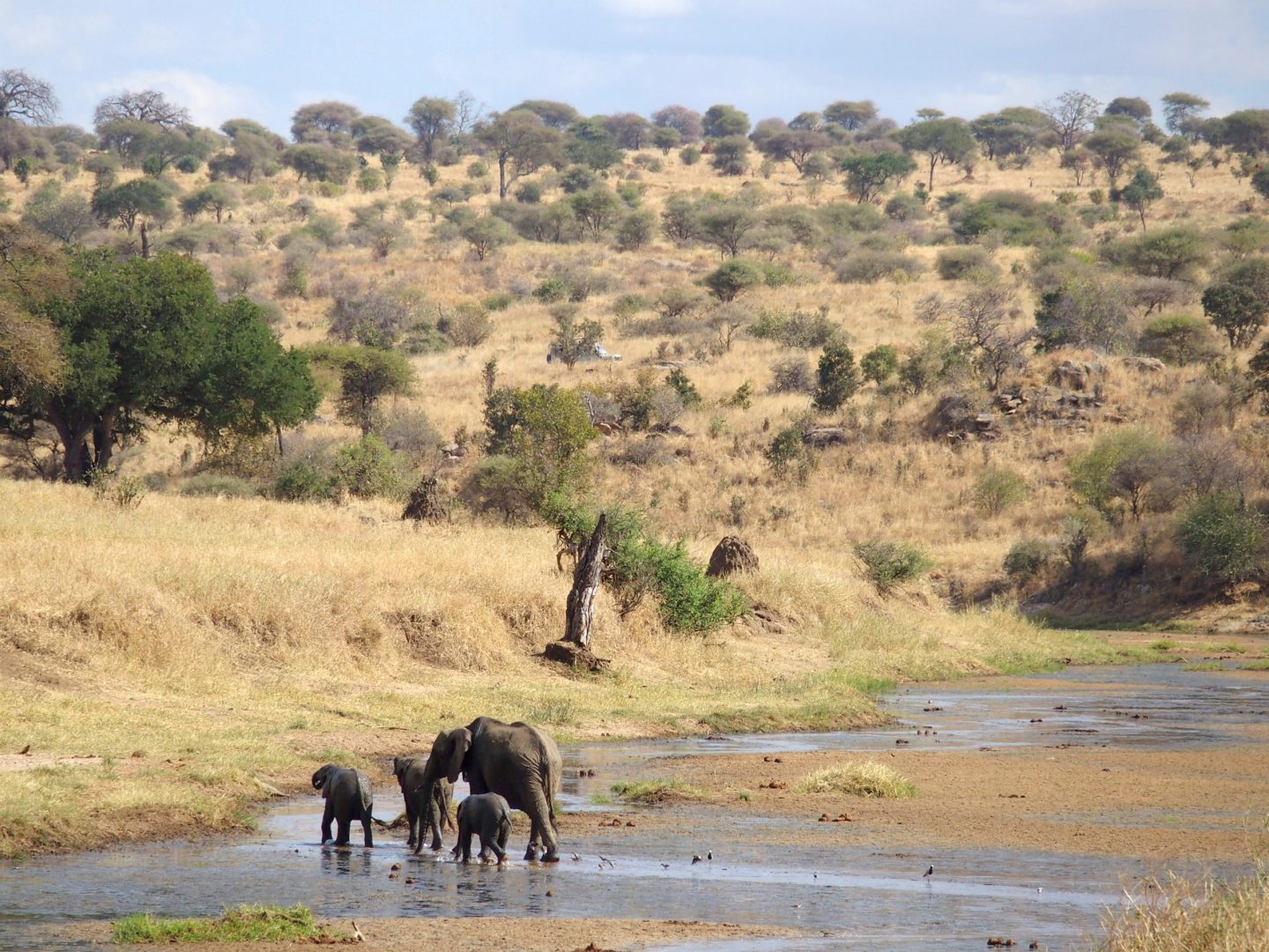 Famille éléphants parc Tarangire Tanzanie