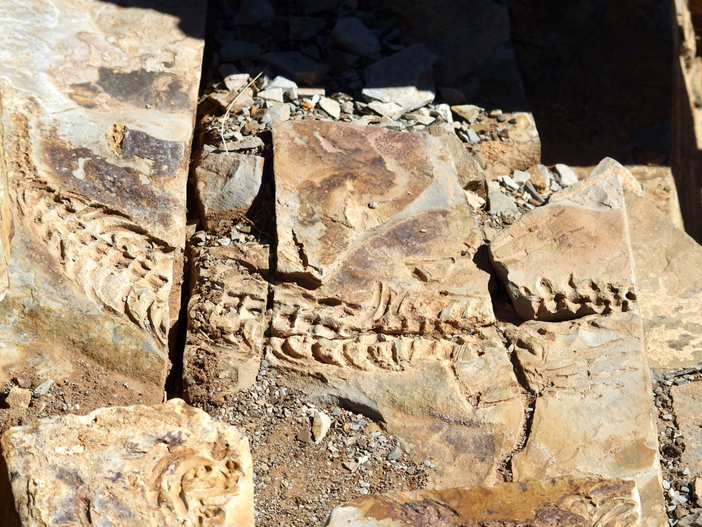 Fossile de mesausorus en Namibie