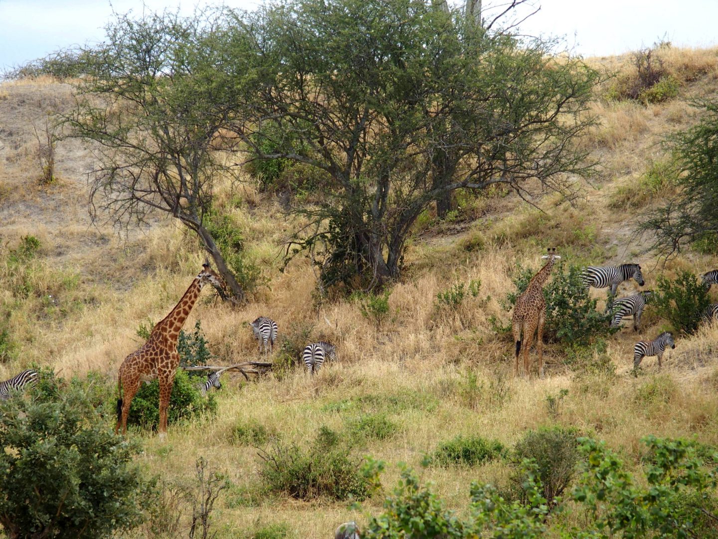 Girafes et zèbres parc Terangire Tanzanie