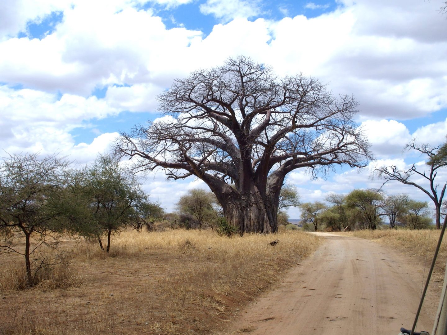 Grand baobab parc Tarangire Tanzanie