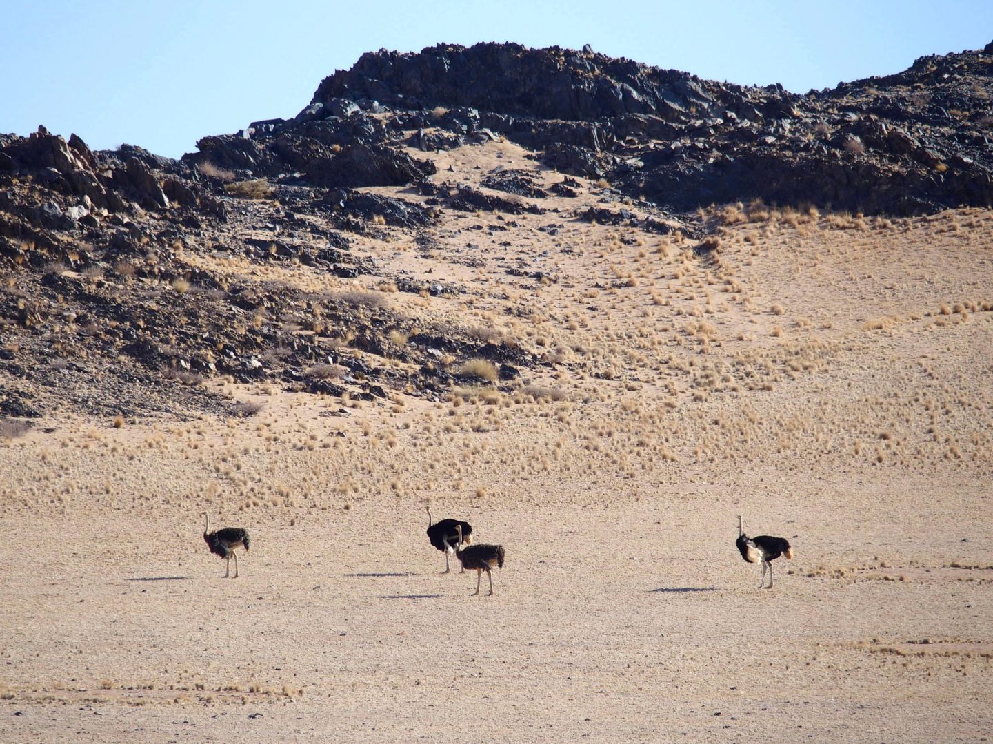 Groupe d'autruches sur route de Namibie