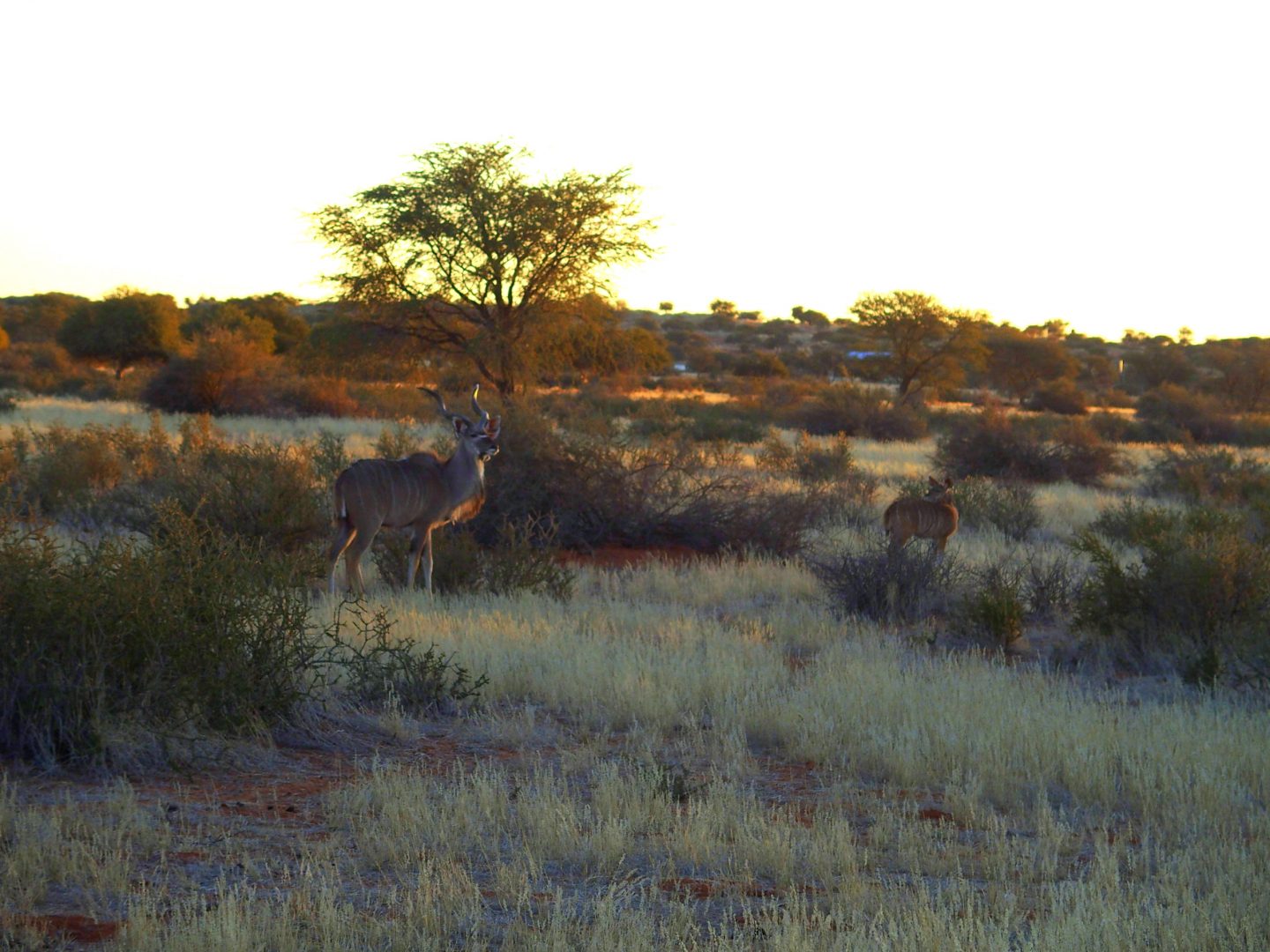 Kudus dans le Kahalari Namibie