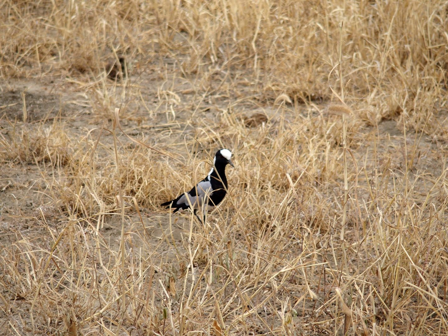 Oiseau parc Tarangire Tanzanie