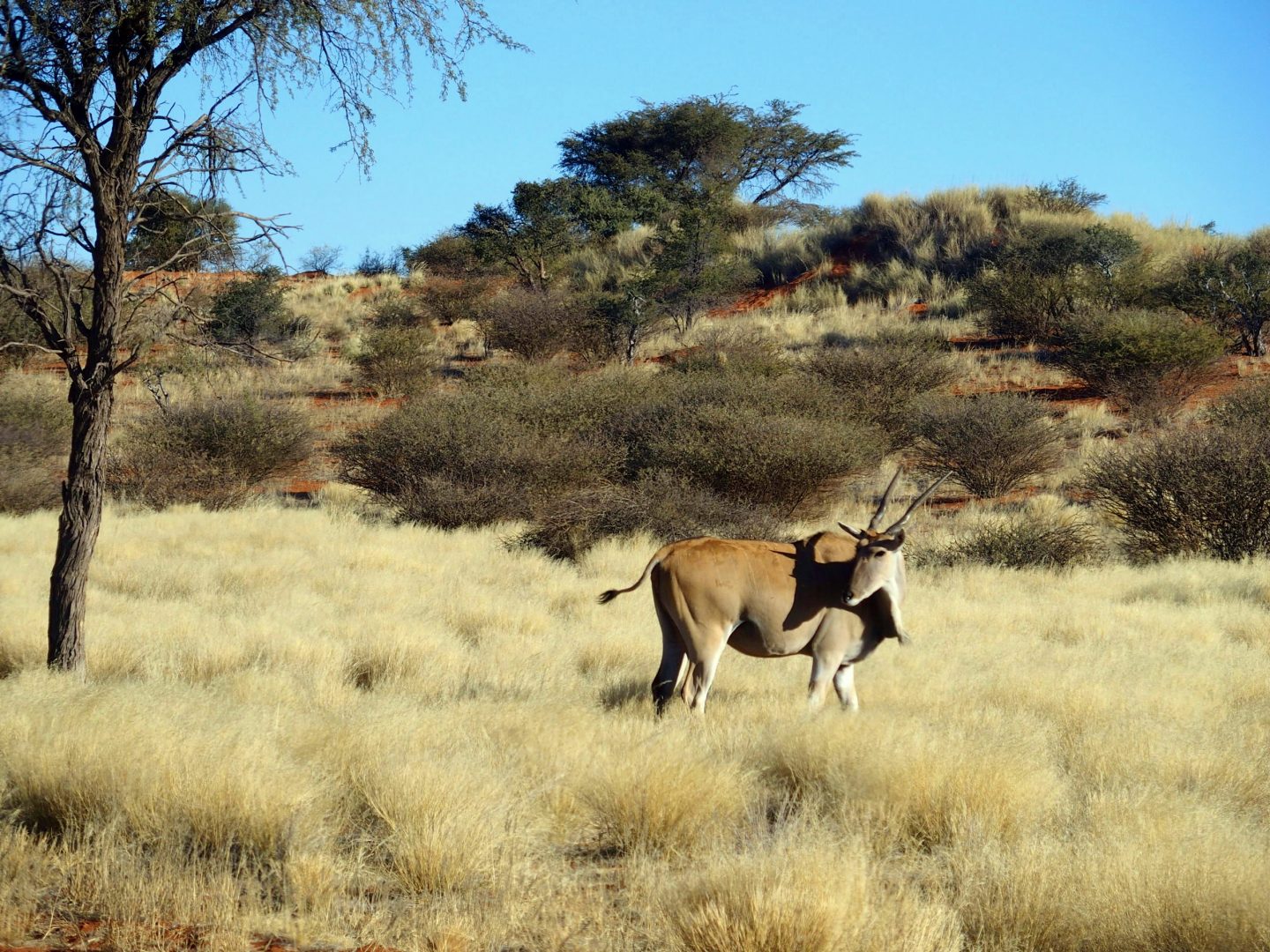 Oryx dans le Kalahari Namibie
