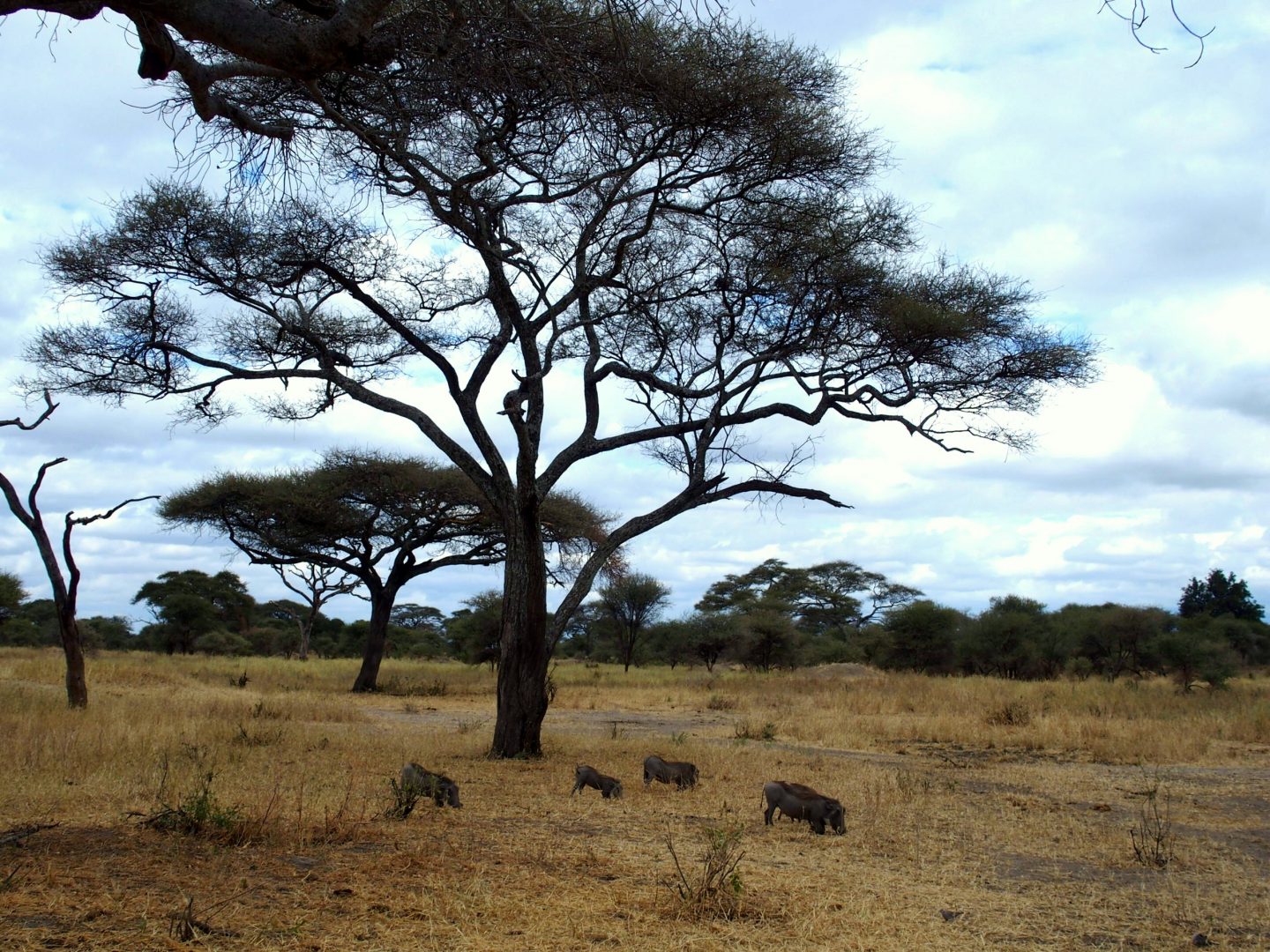 Phacochères dans la savane parc Terangire Tanzanie