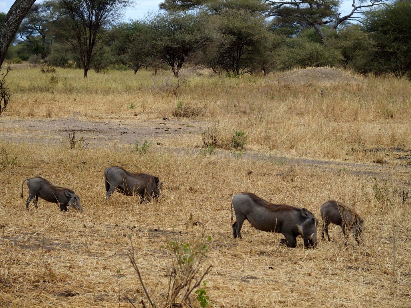 Phacochères dans le parc Terangire Tanzanie