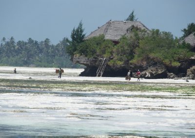 Plage devant Season's lodge Pongwe - Zanzibar