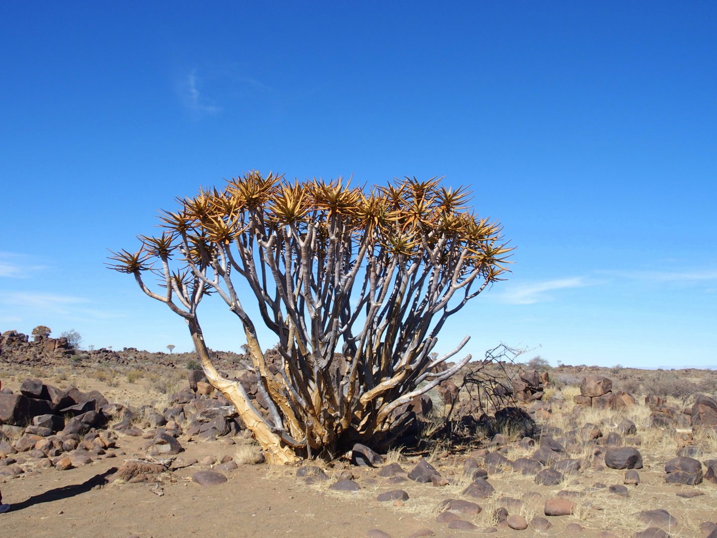 Quiver Tree fleuri Namibie