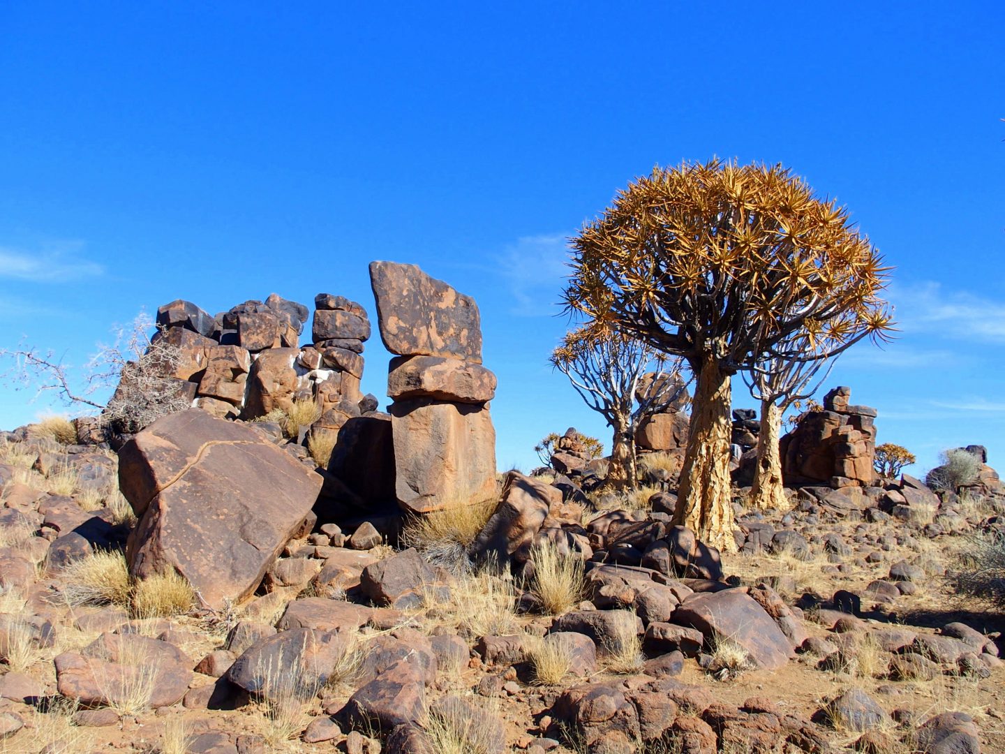 Quiver trees dans les rochers Namibie