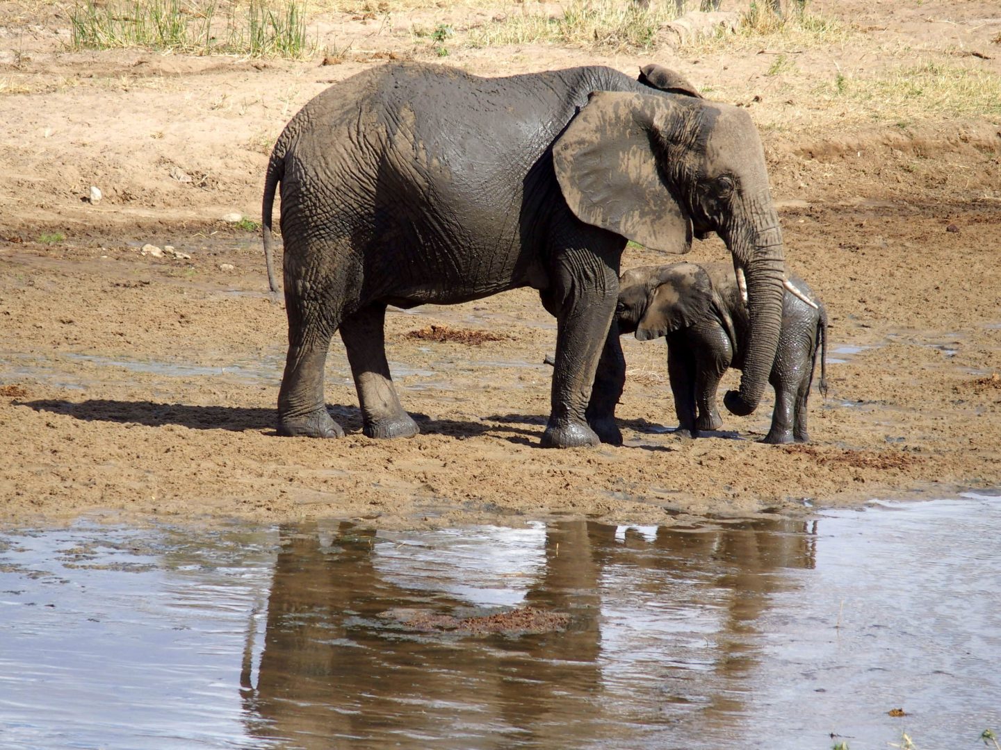 Sortie du bain éléphants parc Tarangire Tanzanie