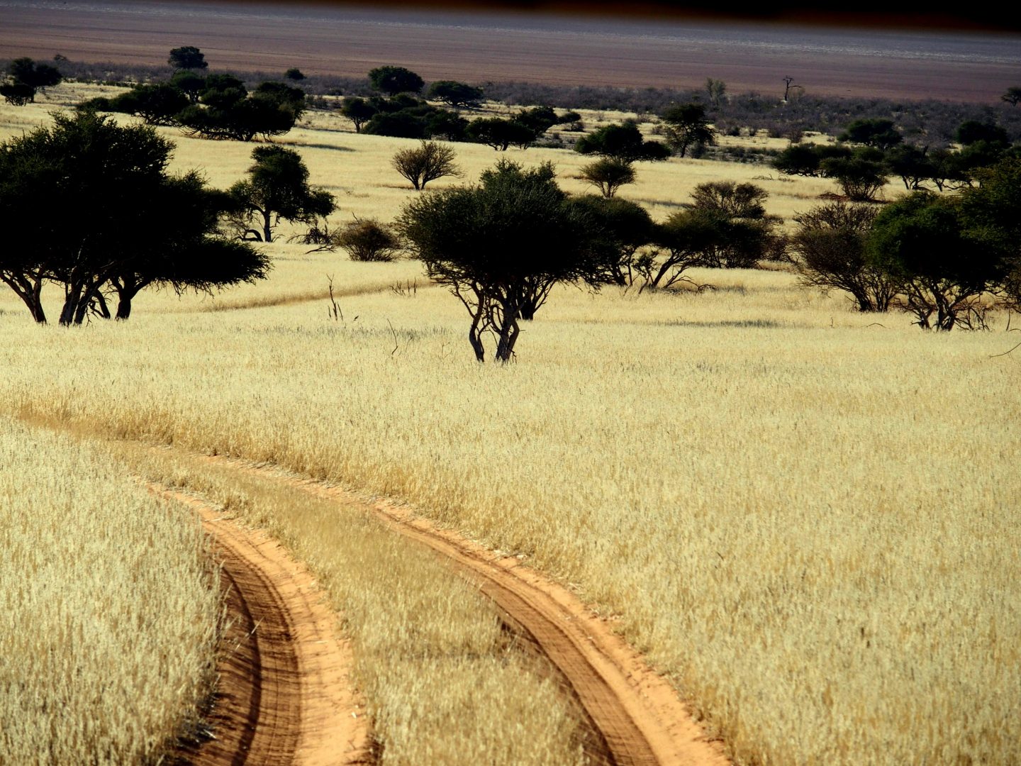 Superbe paysage du Kalahari Namibie