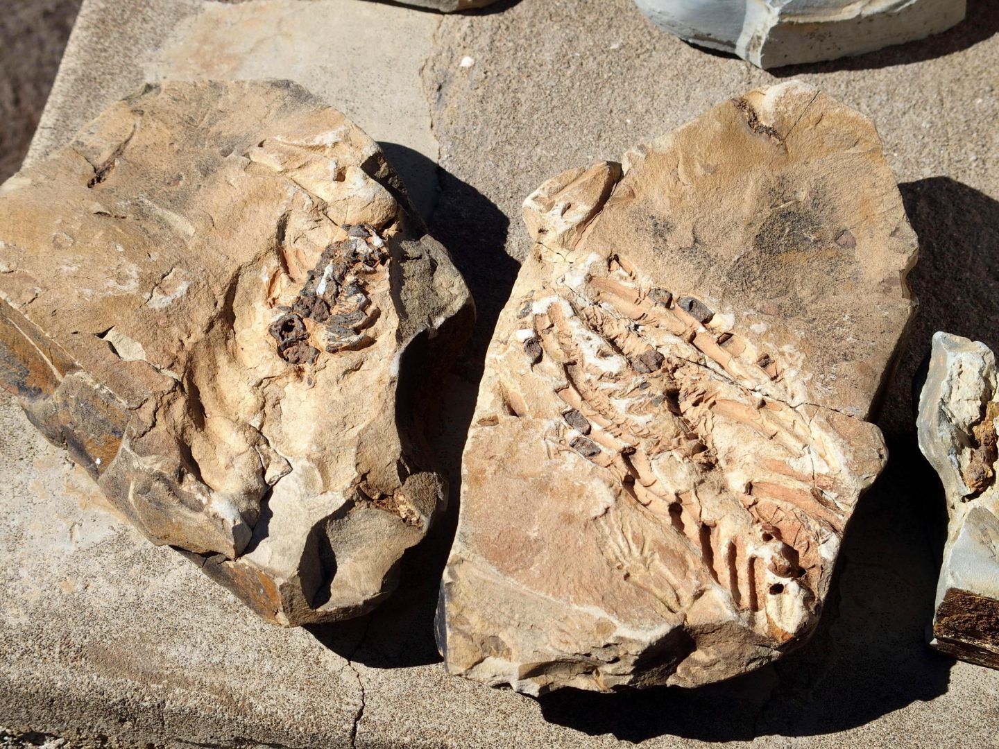 Trace de fossile de mesausorus Namibie