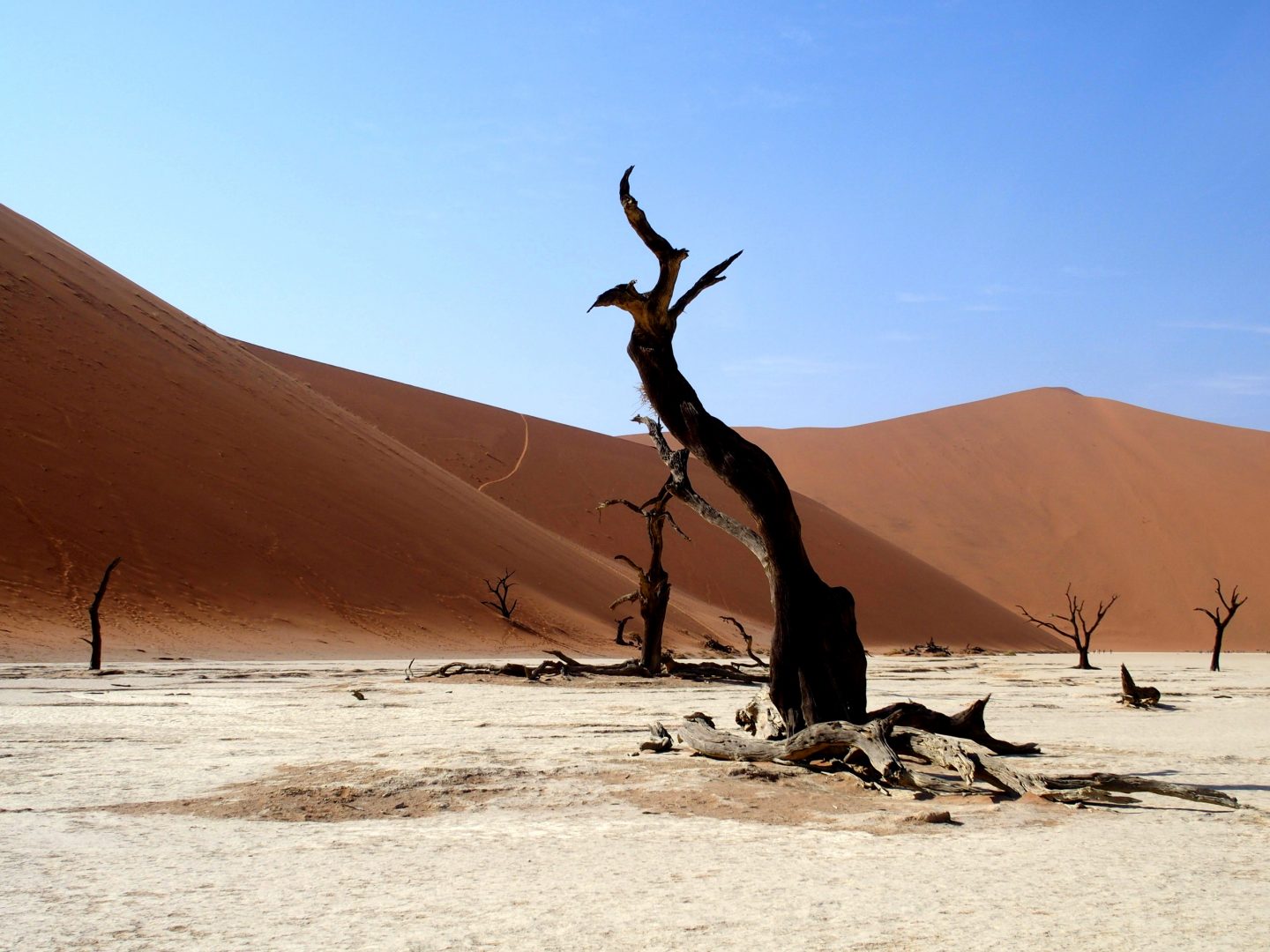 Tronc d'acacia calciné Sossusvlei Namibie