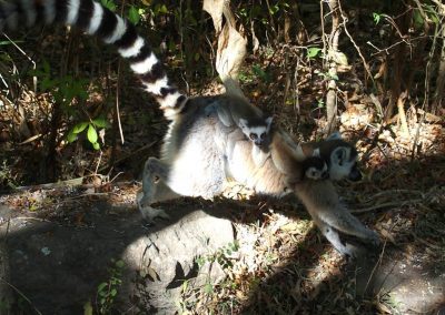 Famille de lémuriens Madagascar