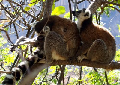 Lémuriens Madagascar