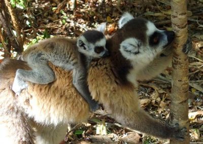 Maman et bébé lémuriens à Madagascar