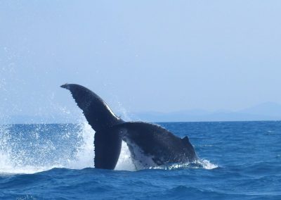 Plongeon de baleine Madagascar