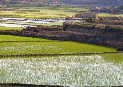 Rizières Madagascar