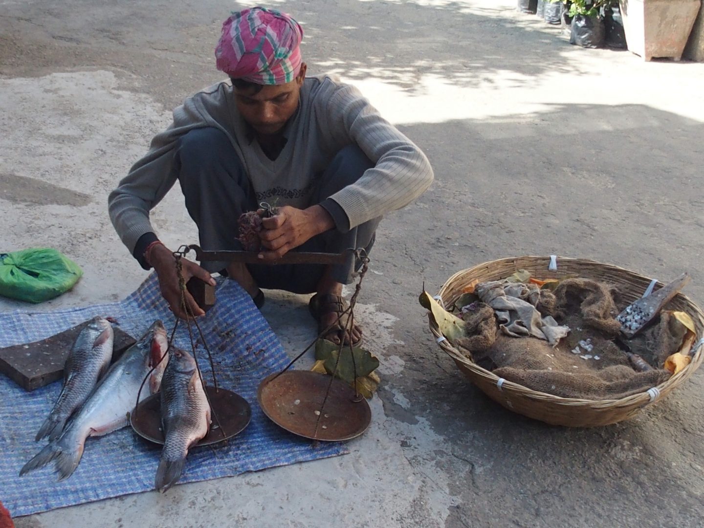 Pesée du poisson Kalimpong Inde