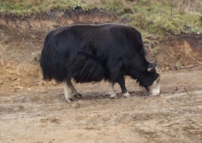 Yak Bhoutan