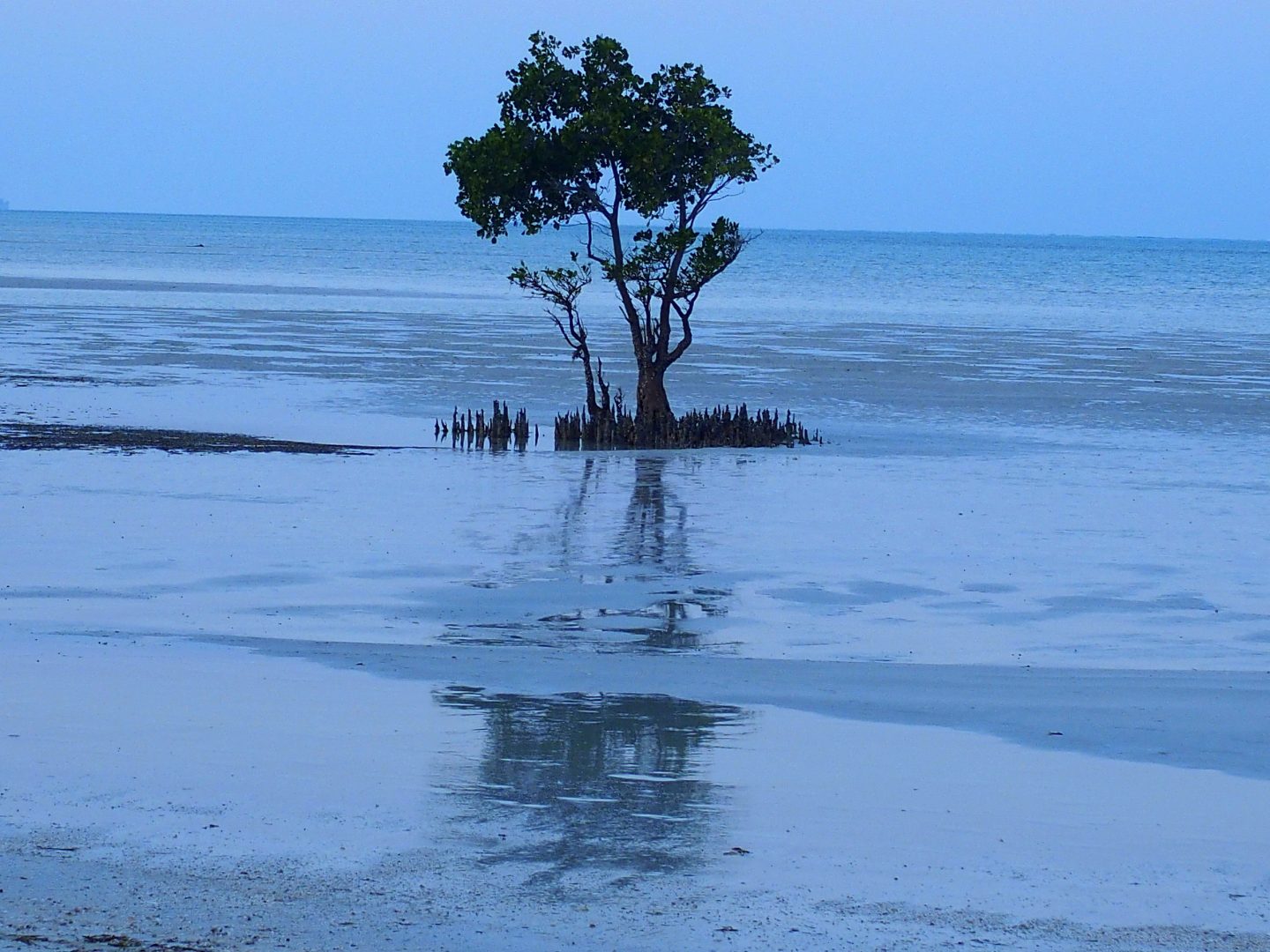 Arbre sur plage île d'Ibo Mozambique