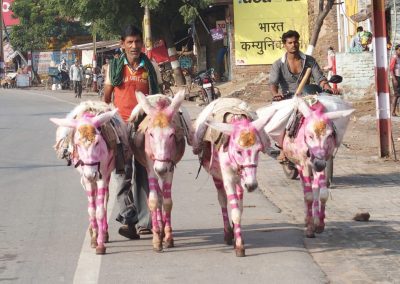 Ânes peints pour fête Inde