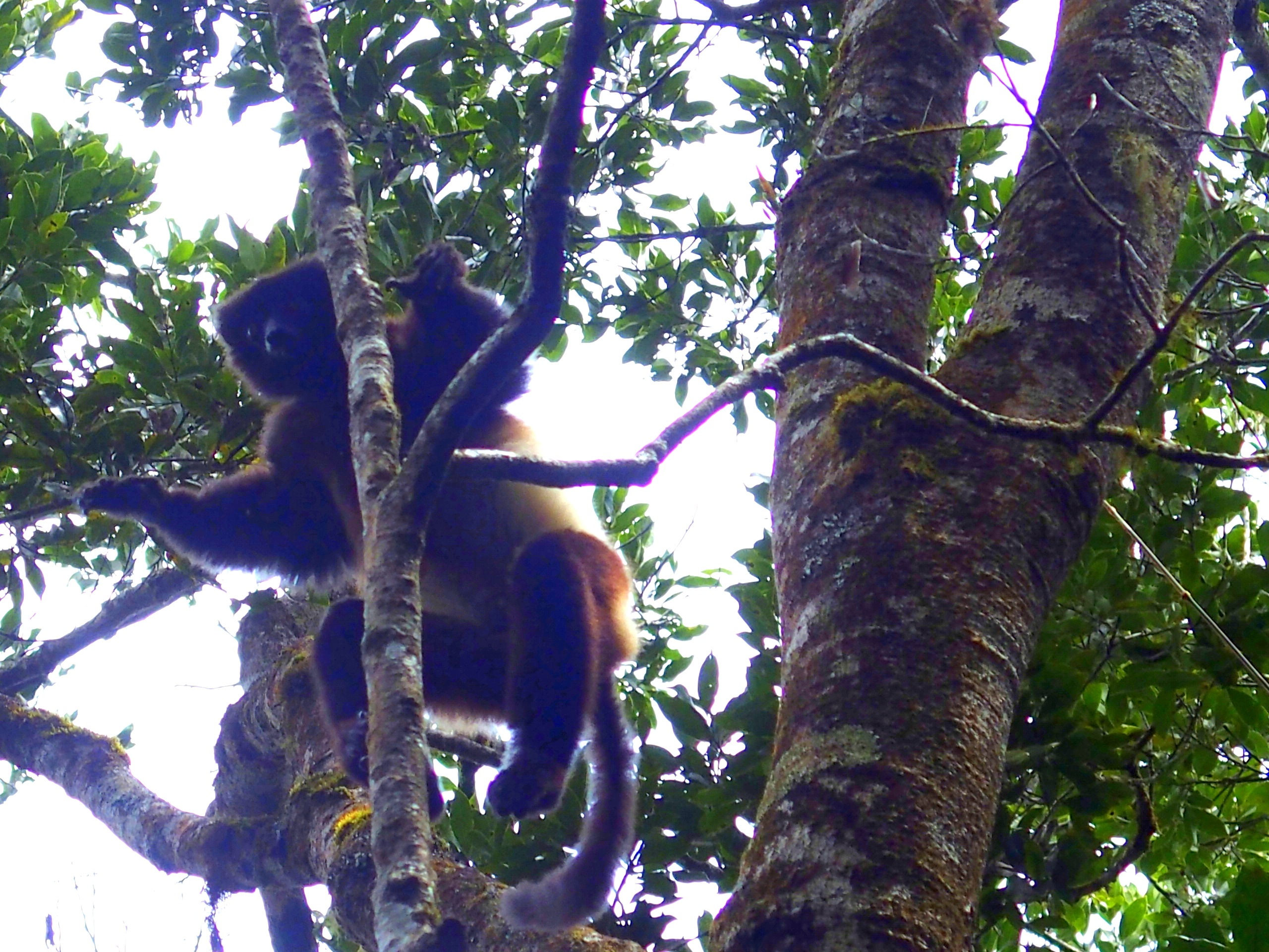 Beau-lémur-fauve-Madagascar