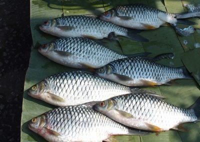 Beaux poissons sur étal marché Luang Prabang Laos