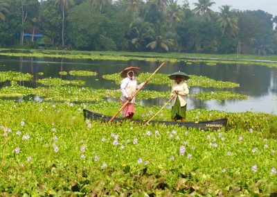 Femmes et jacinthes eau Kerala Inde