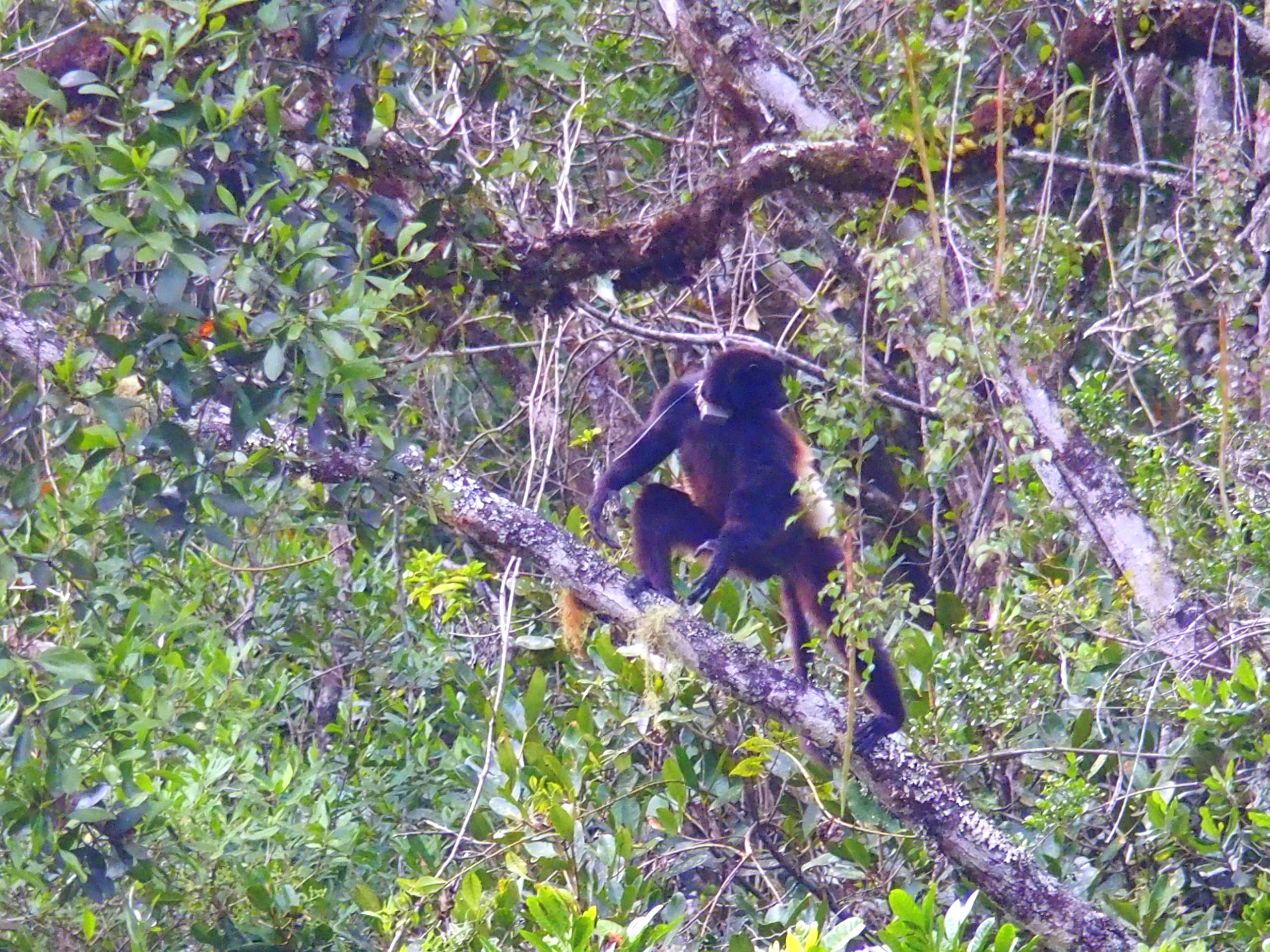 Lémur-fauve-dans-les-arbres-Madagascar