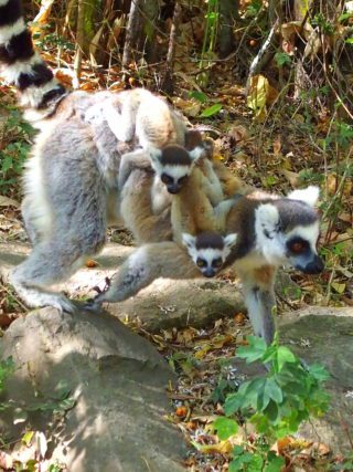 Tout savoir sur les lémuriens de Madagascar