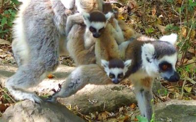 Tout savoir sur les lémuriens de Madagascar