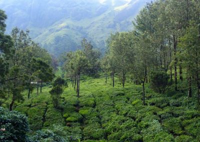 Plantations de thé Munnar Inde