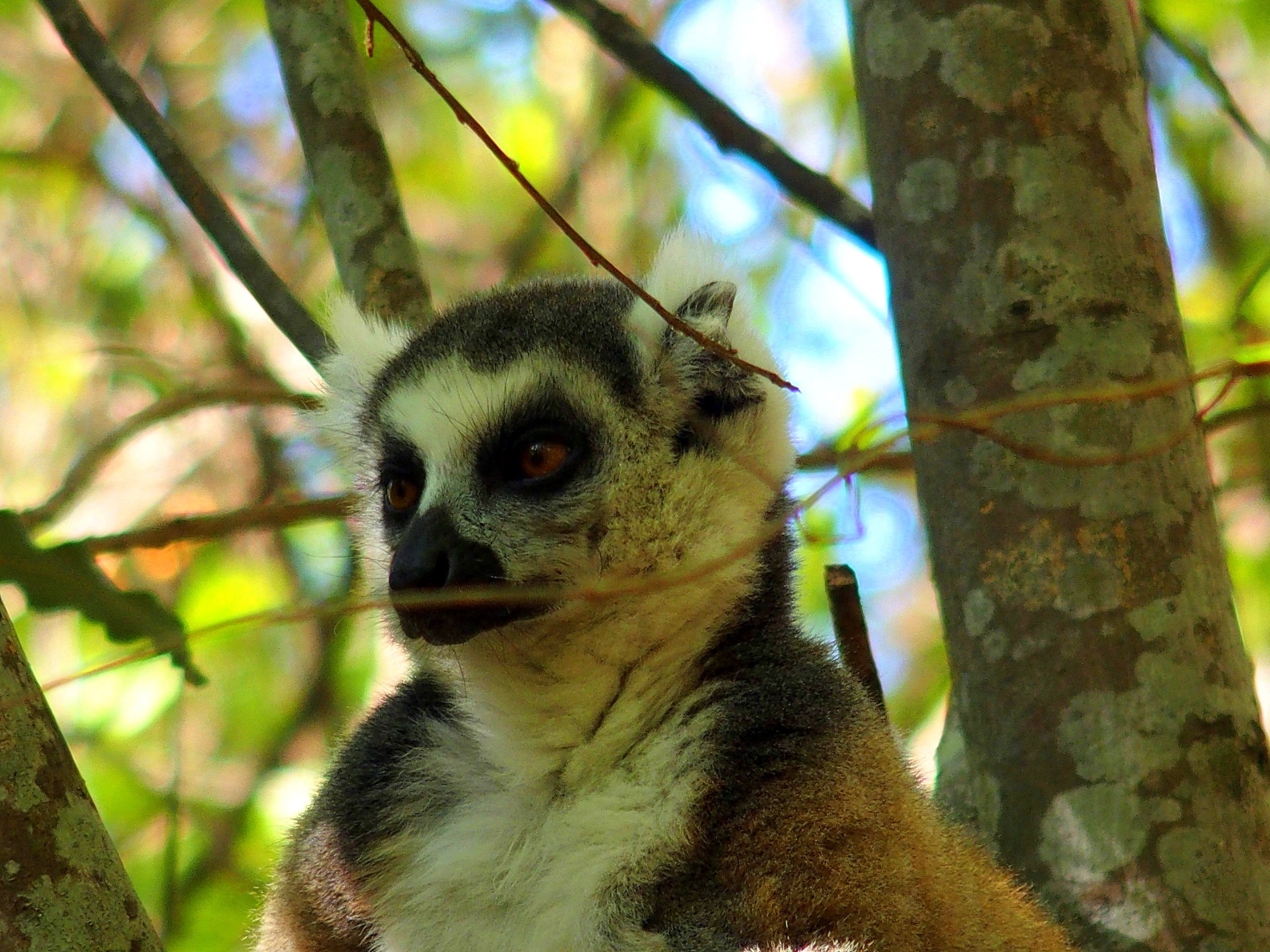 Tête de lémurien Madagascar.