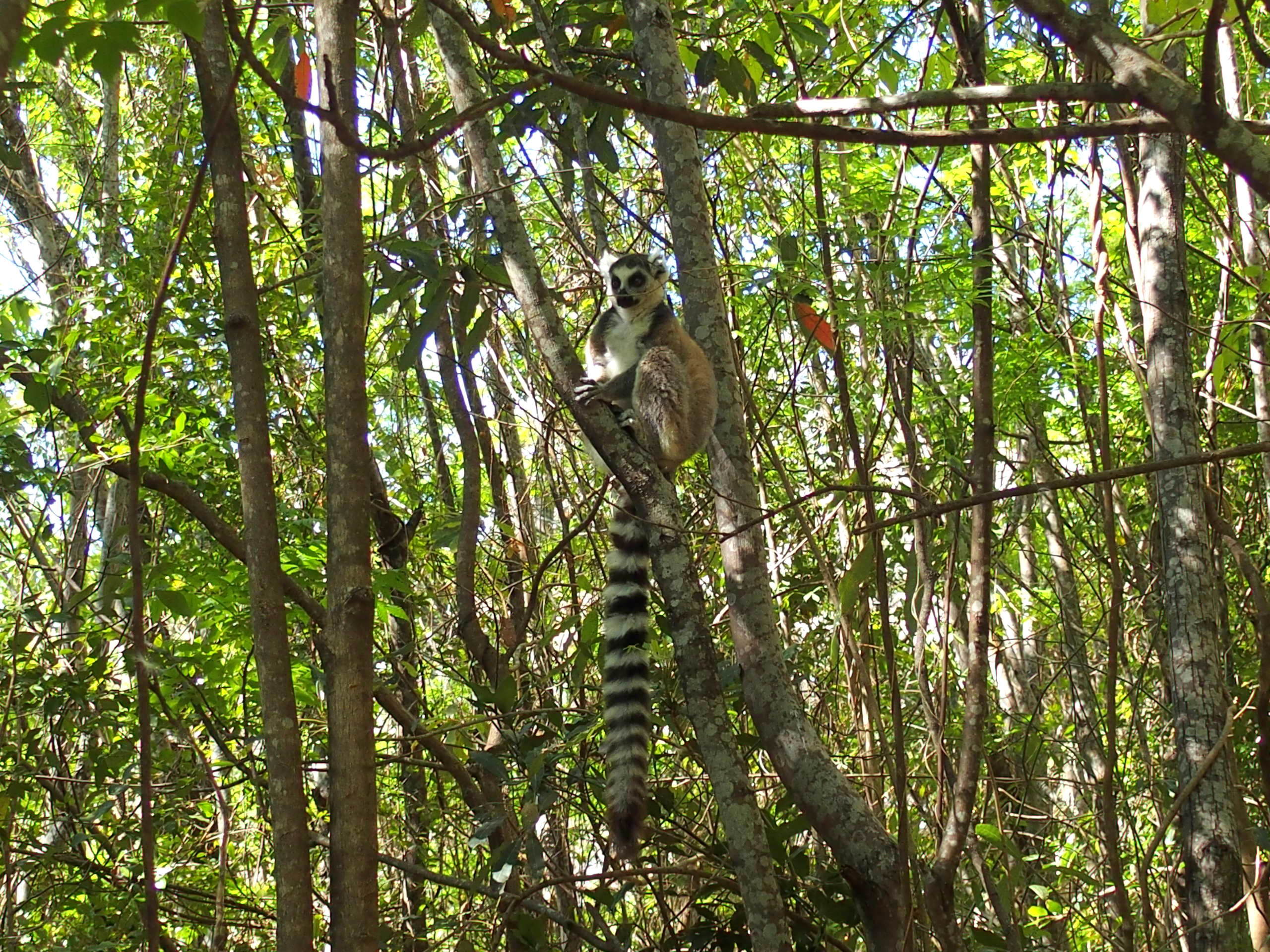 maki-dans-les-arbres-Madagascar.
