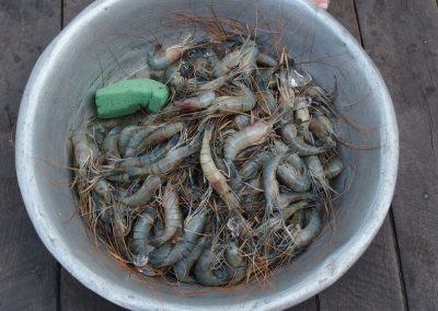 Crevettes marché Birmanie