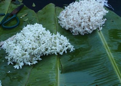 Fleurs de jasmin Birmanie