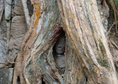 Statue dans arbre Angkor Cambodge